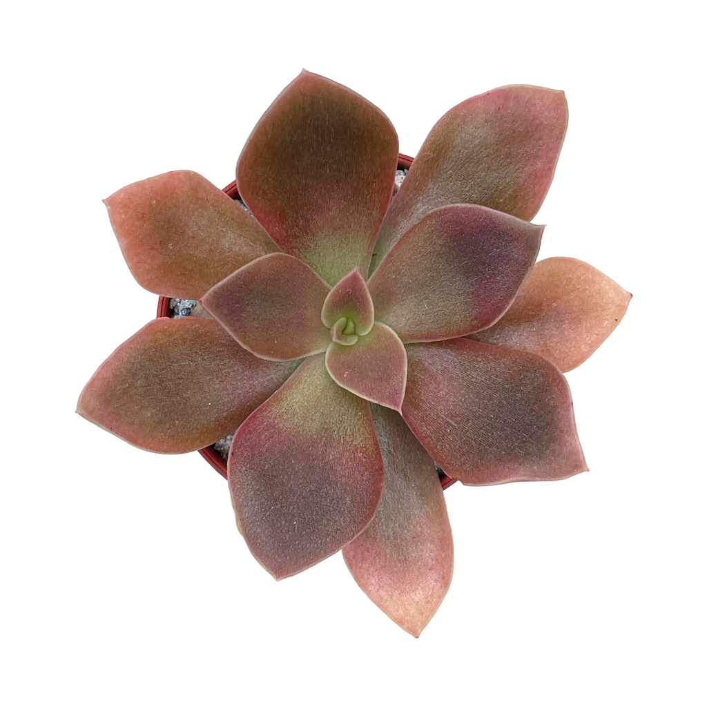 Echeveria carnicolor