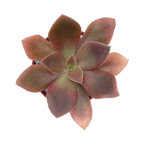 Echeveria carnicolor