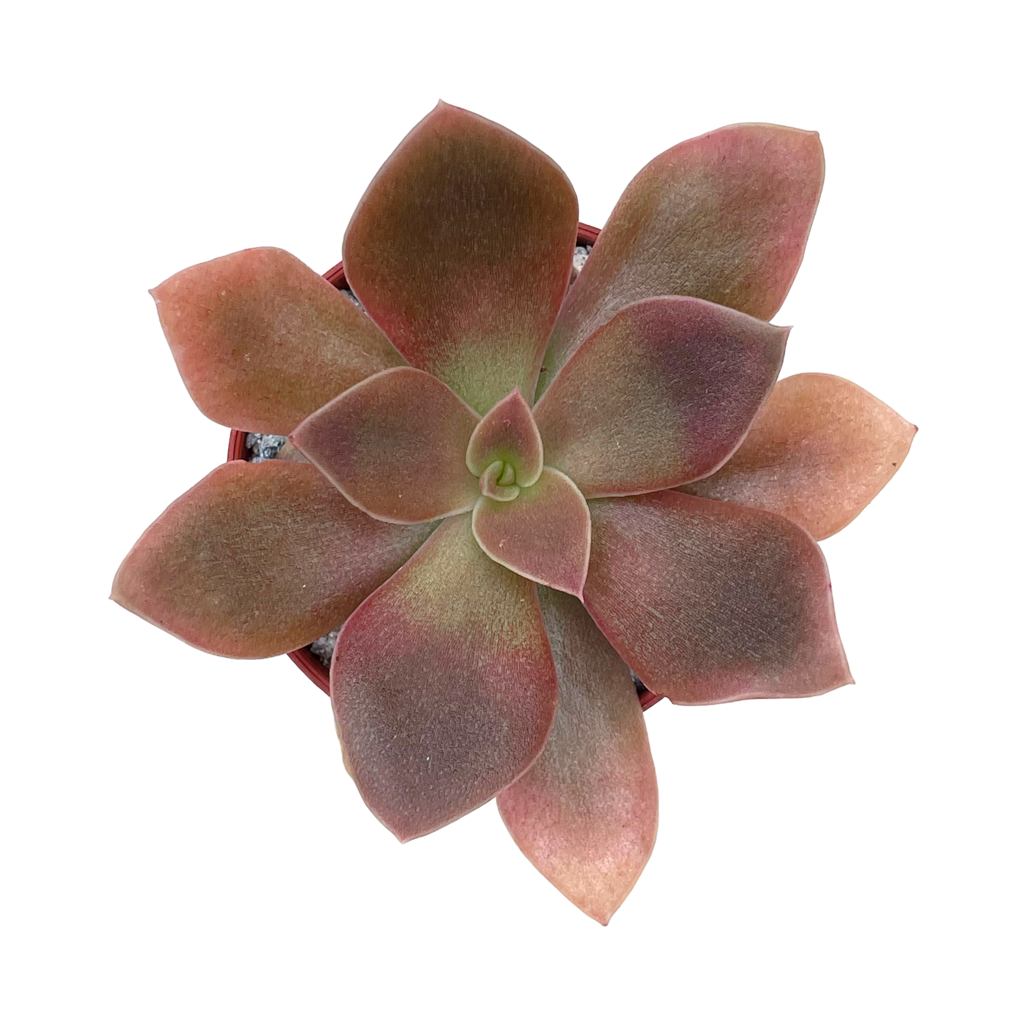 Echeveria carnicolor
