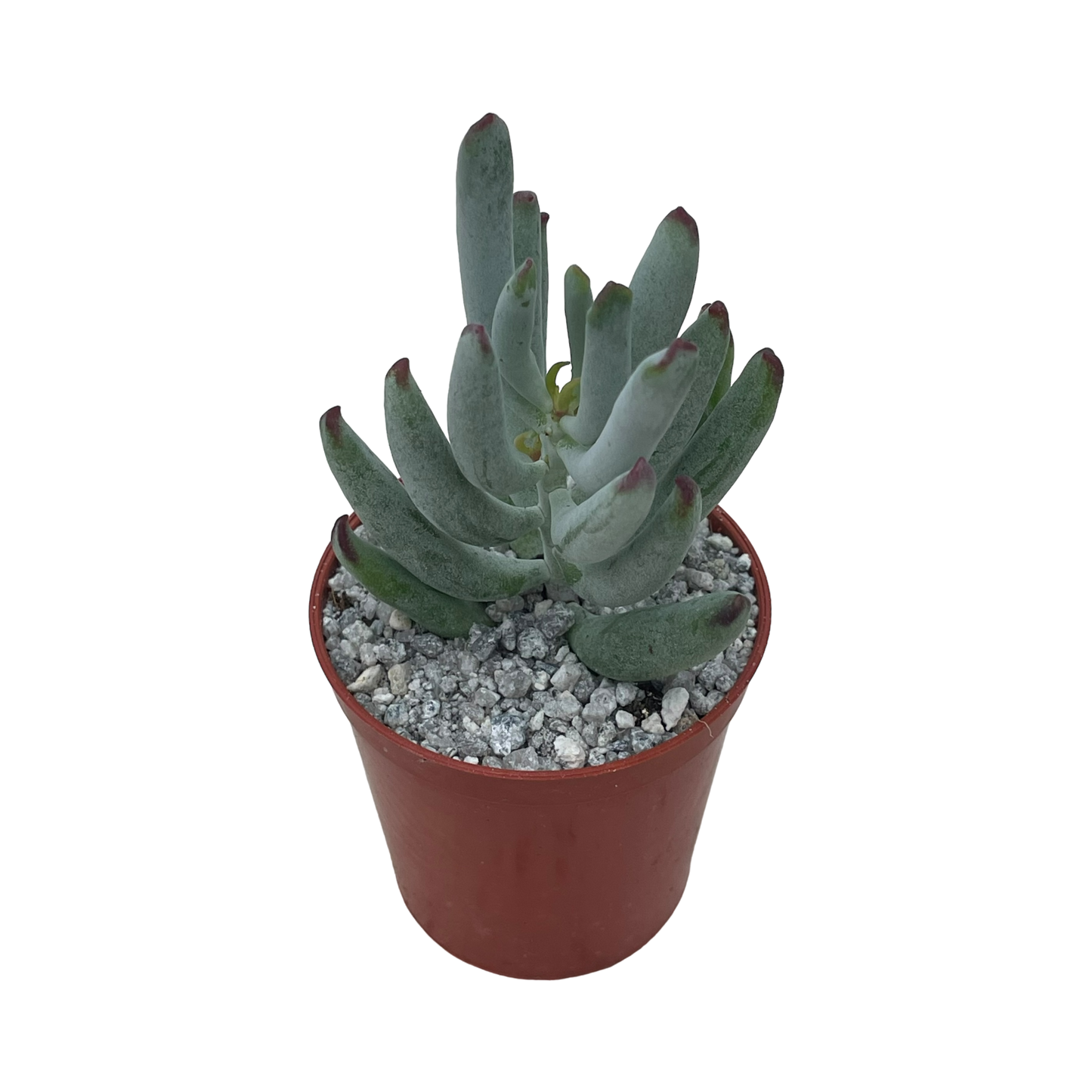 Cotyledon orbiculata var. flanaganii