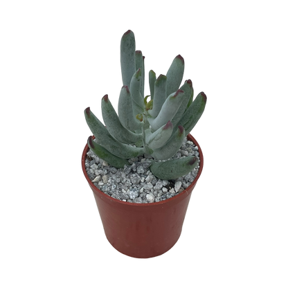 Cotyledon orbiculata var. flanaganii