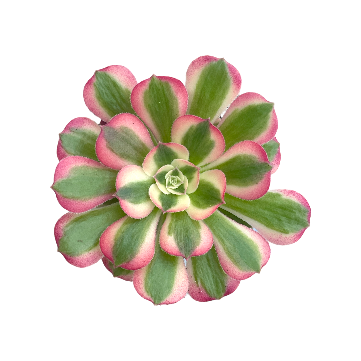 Aeonium 'Pink Witch'