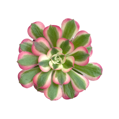 Aeonium 'Pink Witch'