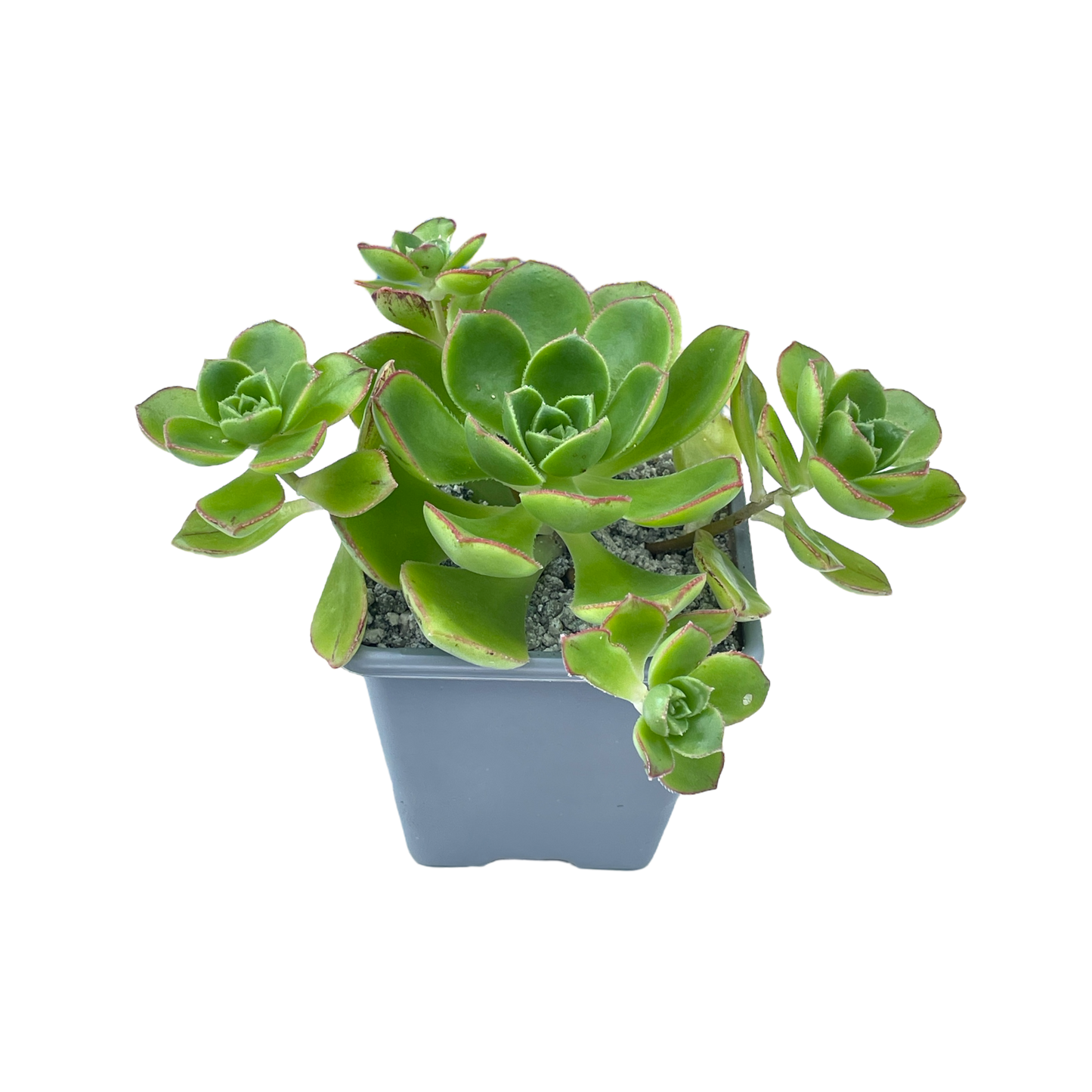 Aeonium volkerii