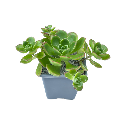 Aeonium volkerii