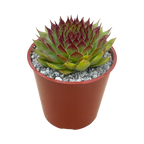 Sempervivum 'Leclare no.4'