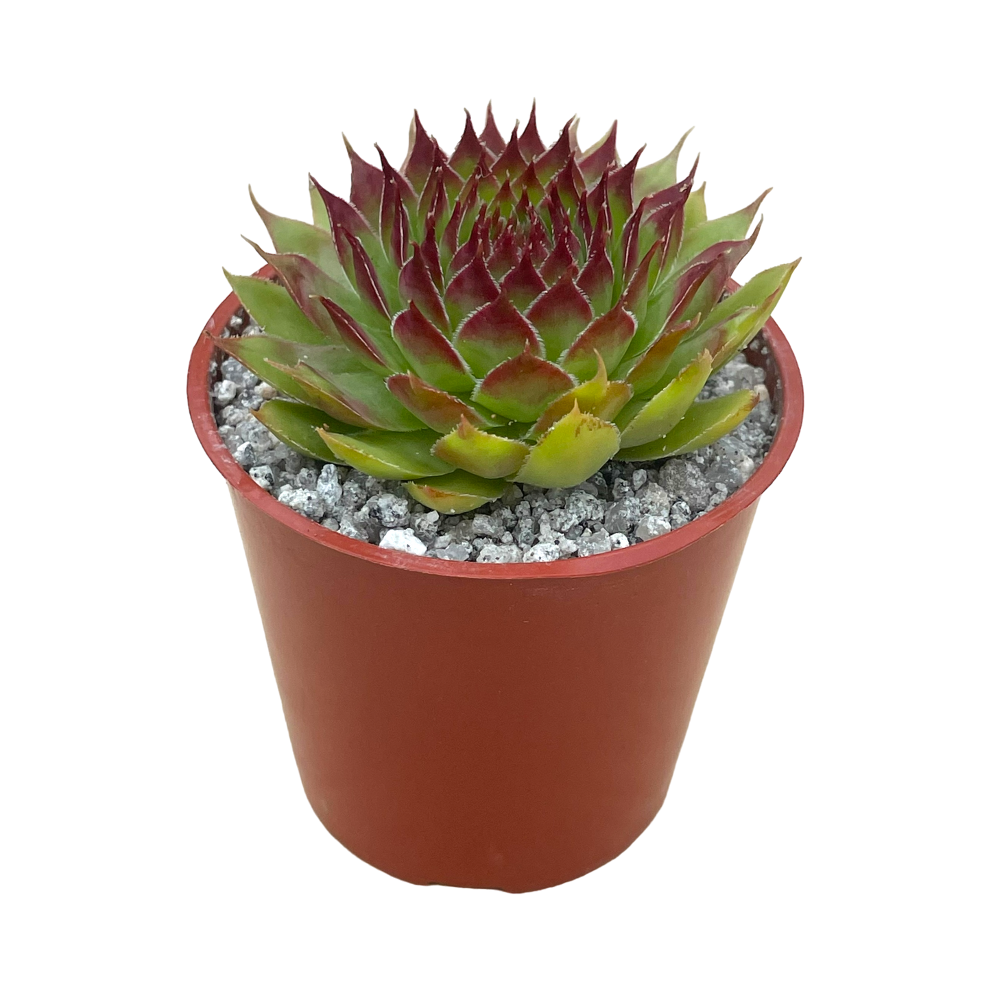 Sempervivum 'Leclare no.4'