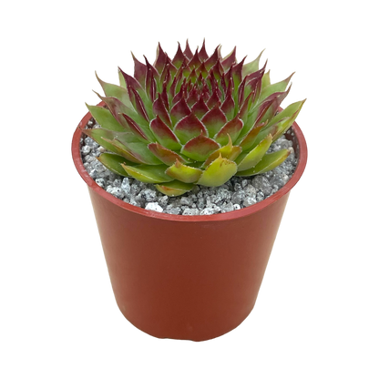 Sempervivum 'Leclare no.4'