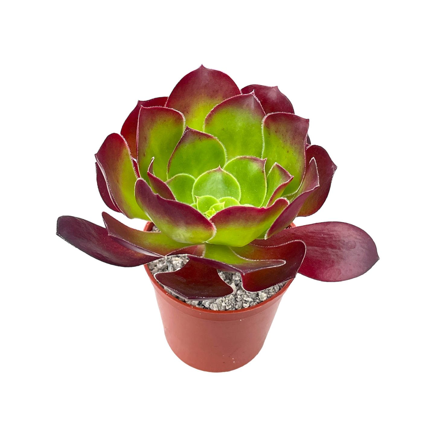 Aeonium 'Pomegranate'