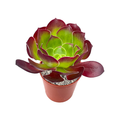 Aeonium 'Pomegranate'