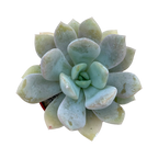 Echeveria 'Rabad'