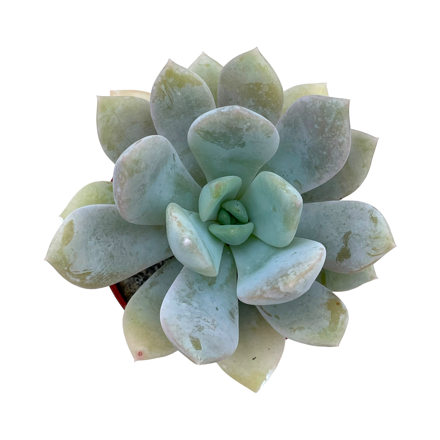 Echeveria 'Rabad'