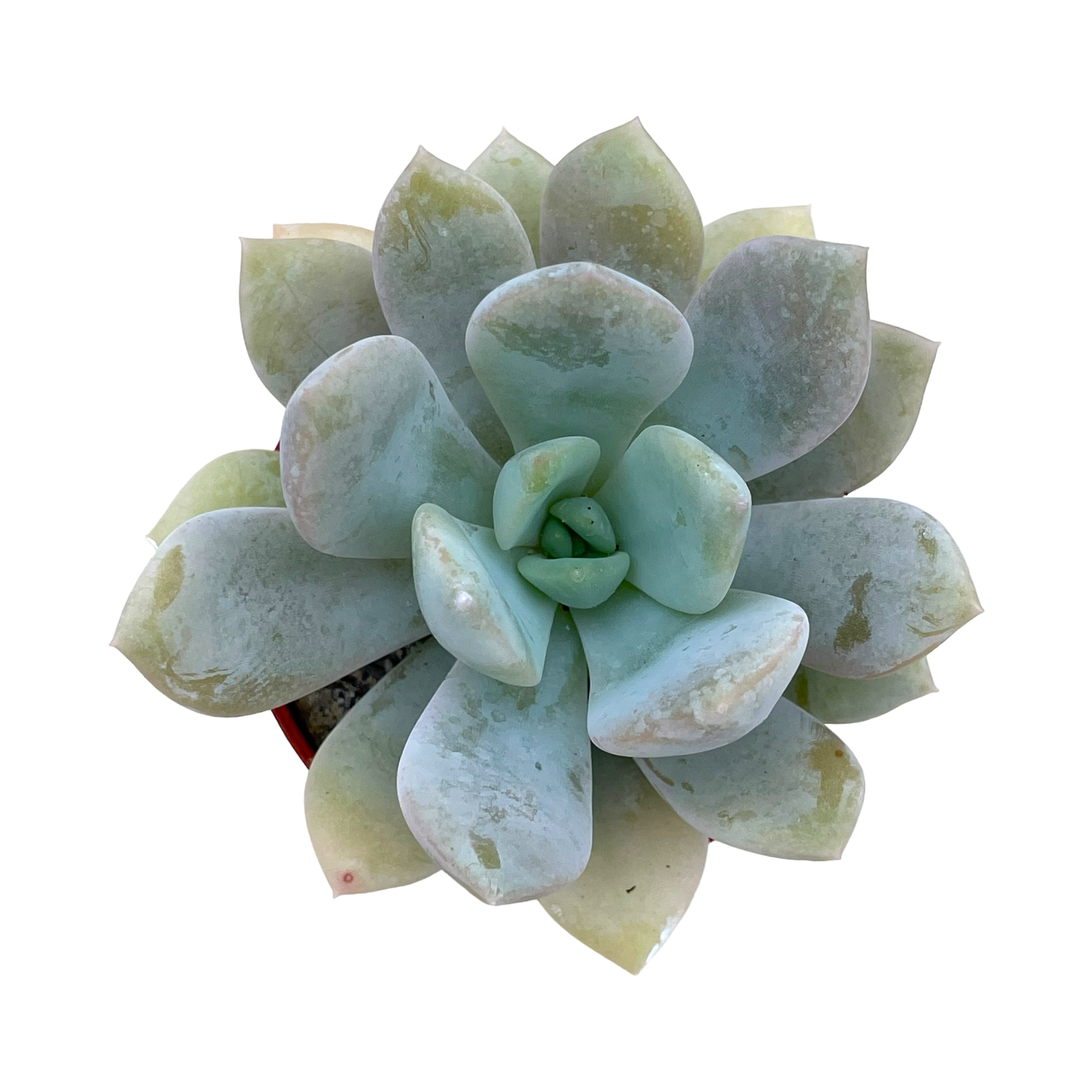 Echeveria 'Rabad'