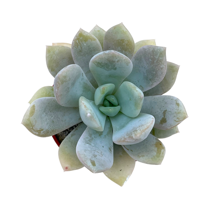 Echeveria 'Rabad'