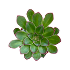 Aeonium rubrolineatum