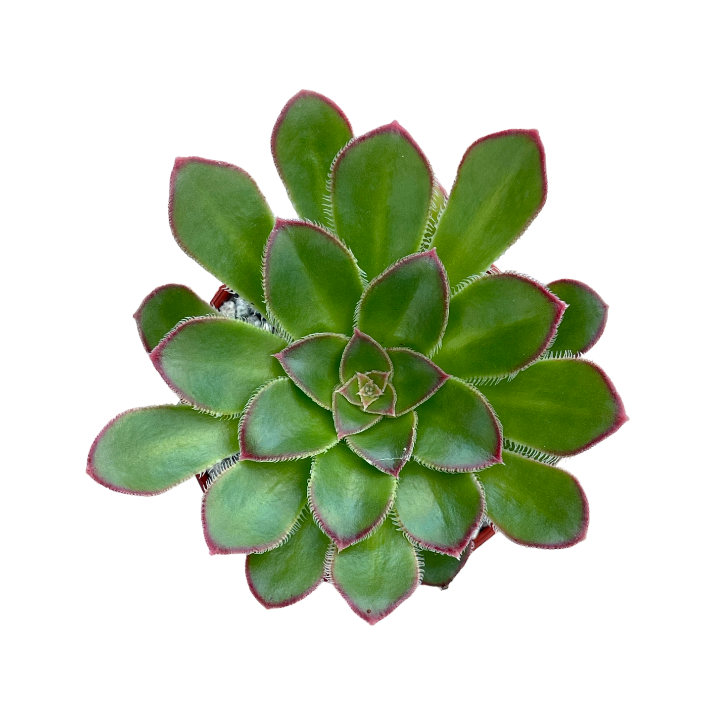 Aeonium rubrolineatum