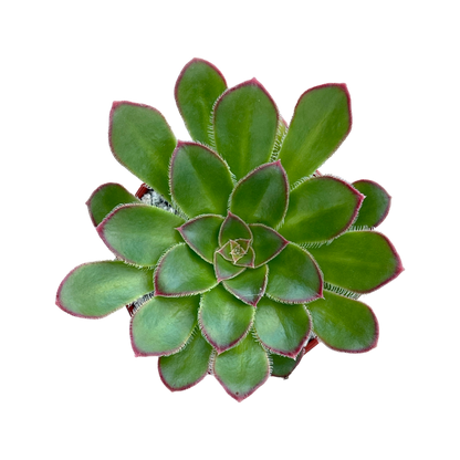 Aeonium rubrolineatum