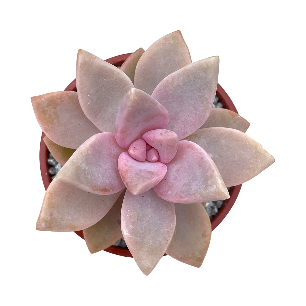 x Graptosedum 'Ghosty'