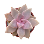 x Graptosedum 'Ghosty'