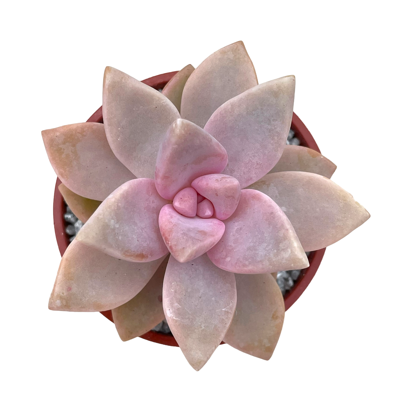 x Graptosedum 'Ghosty'