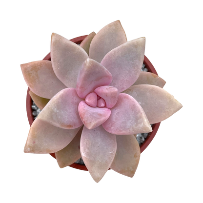 x Graptosedum 'Ghosty'