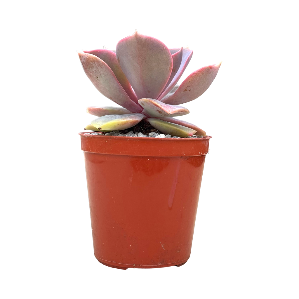 Echeveria 'Lila China'