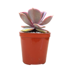 Echeveria 'Lila China'