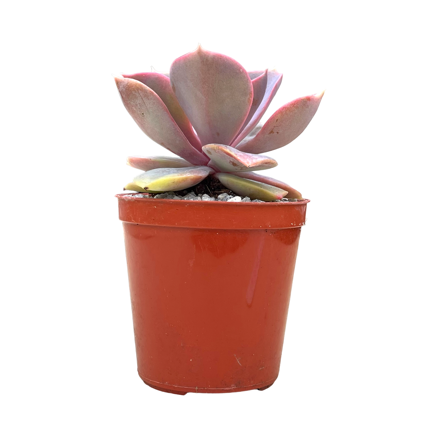 Echeveria 'Lila China'