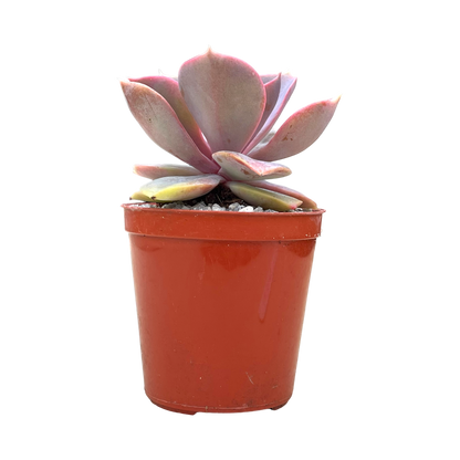 Echeveria 'Lila China'