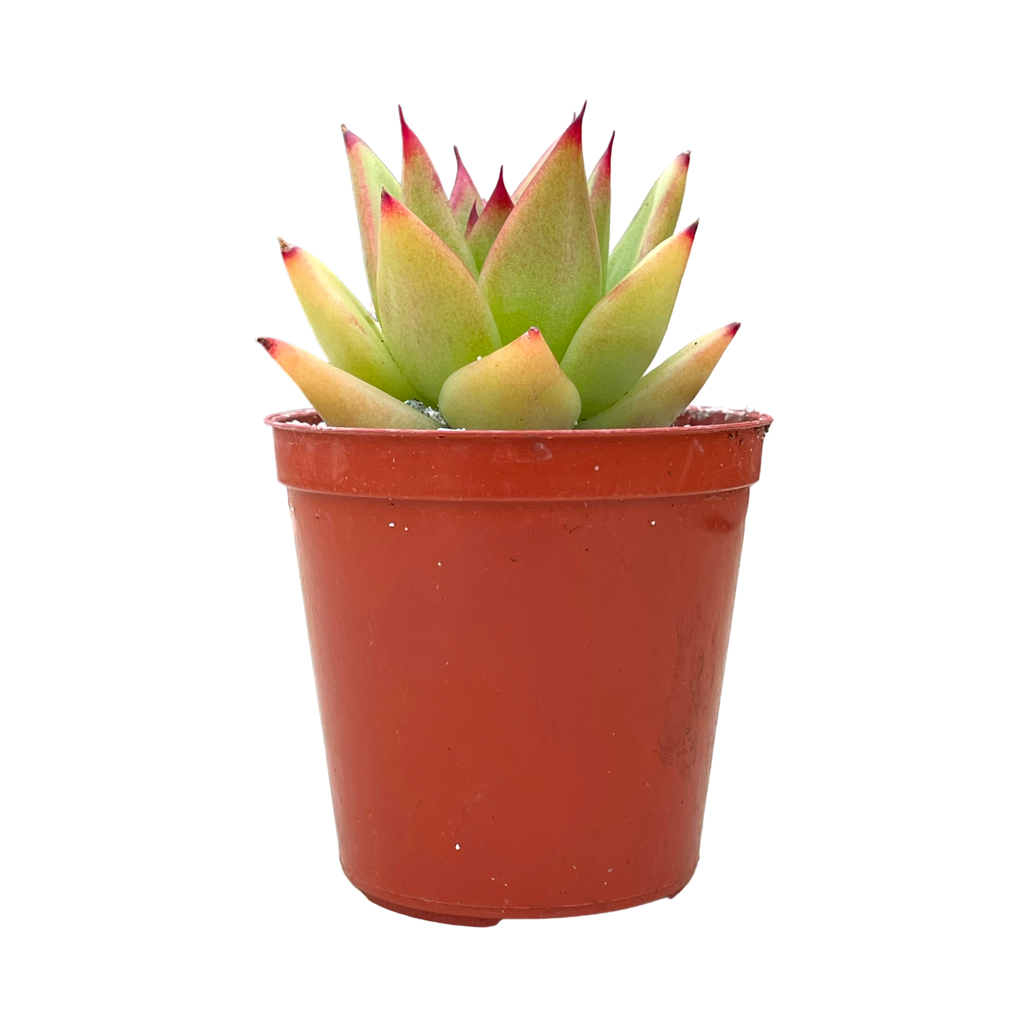 Echeveria agavoides 'Red Edge'