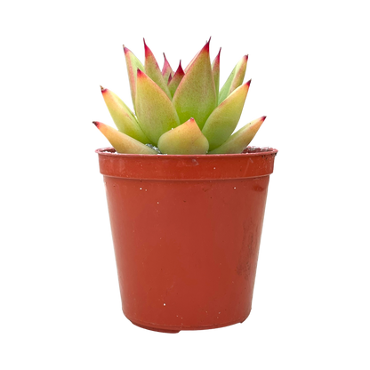 Echeveria agavoides 'Red Edge'