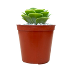 Aeonium aureum