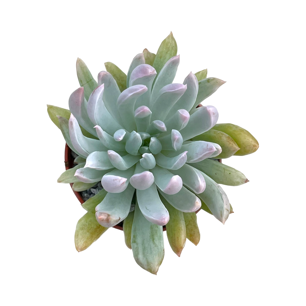 x Pachyveria 'Scheideckeri Albocarinata'