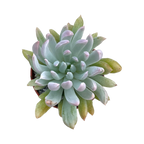 x Pachyveria 'Scheideckeri Albocarinata'