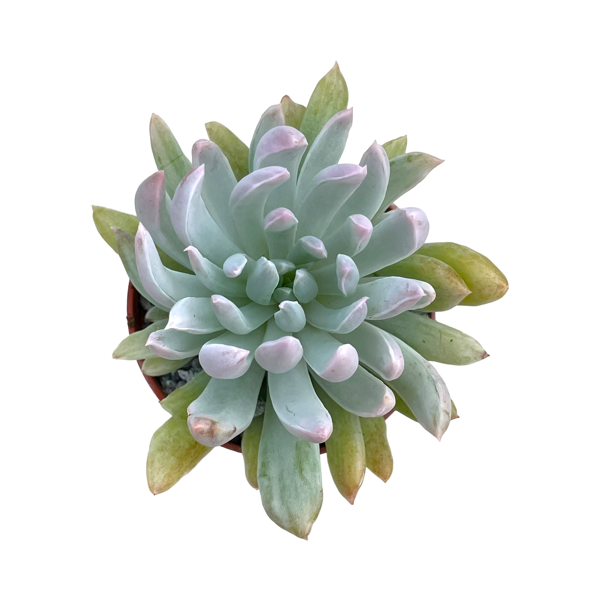 x Pachyveria 'Scheideckeri Albocarinata'