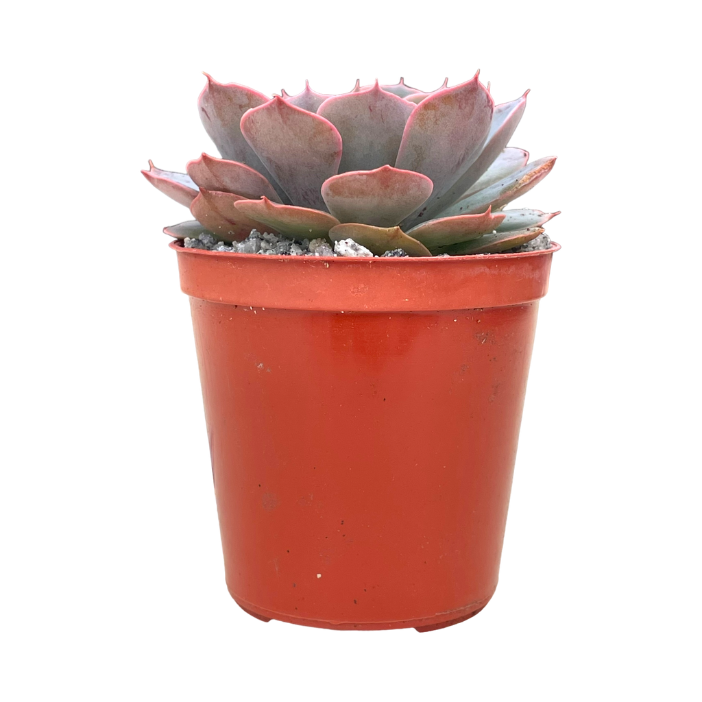 Echeveria secunda x shaviana