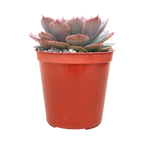 Echeveria secunda x shaviana