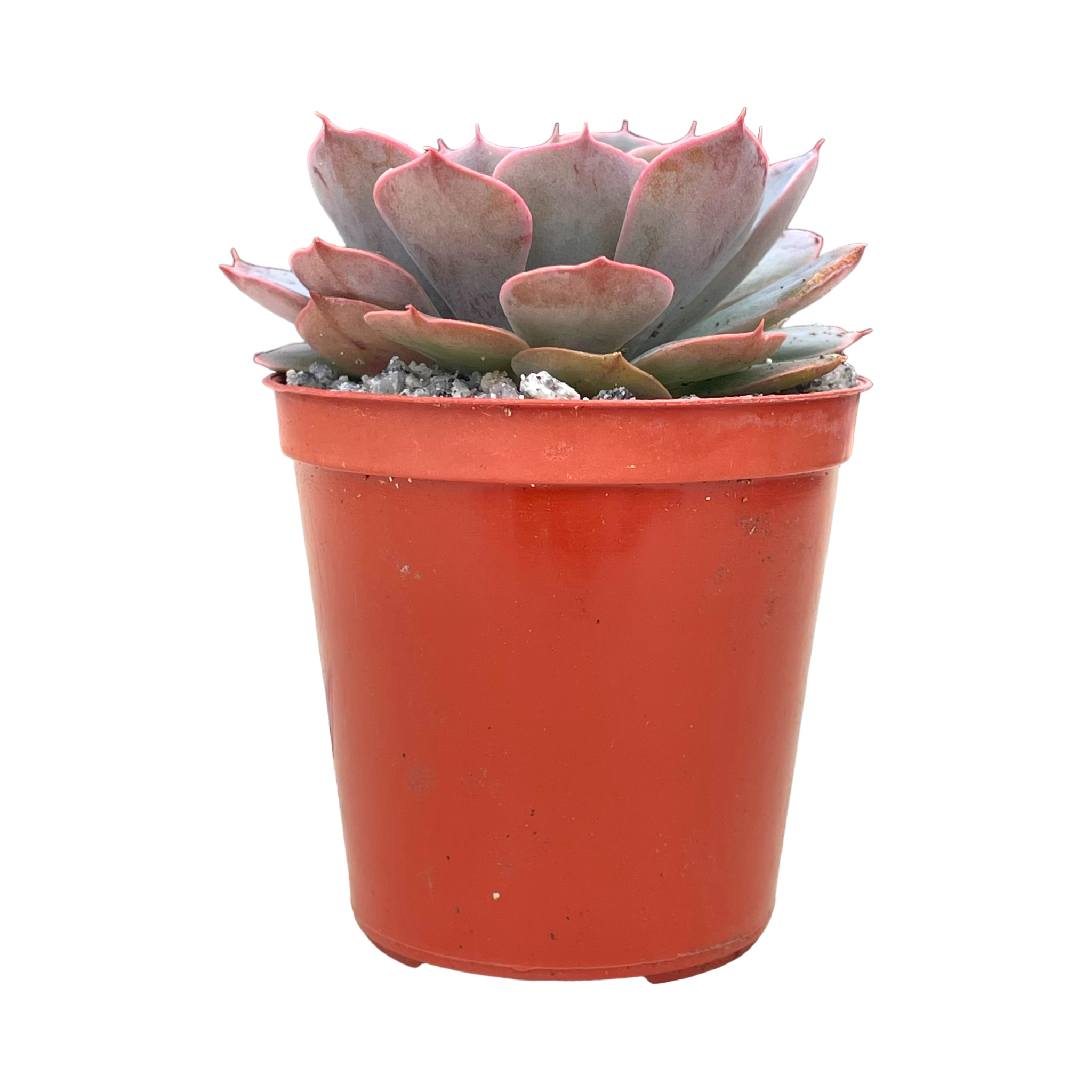 Echeveria secunda x shaviana