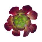 Aeonium 'Ice Warrior'