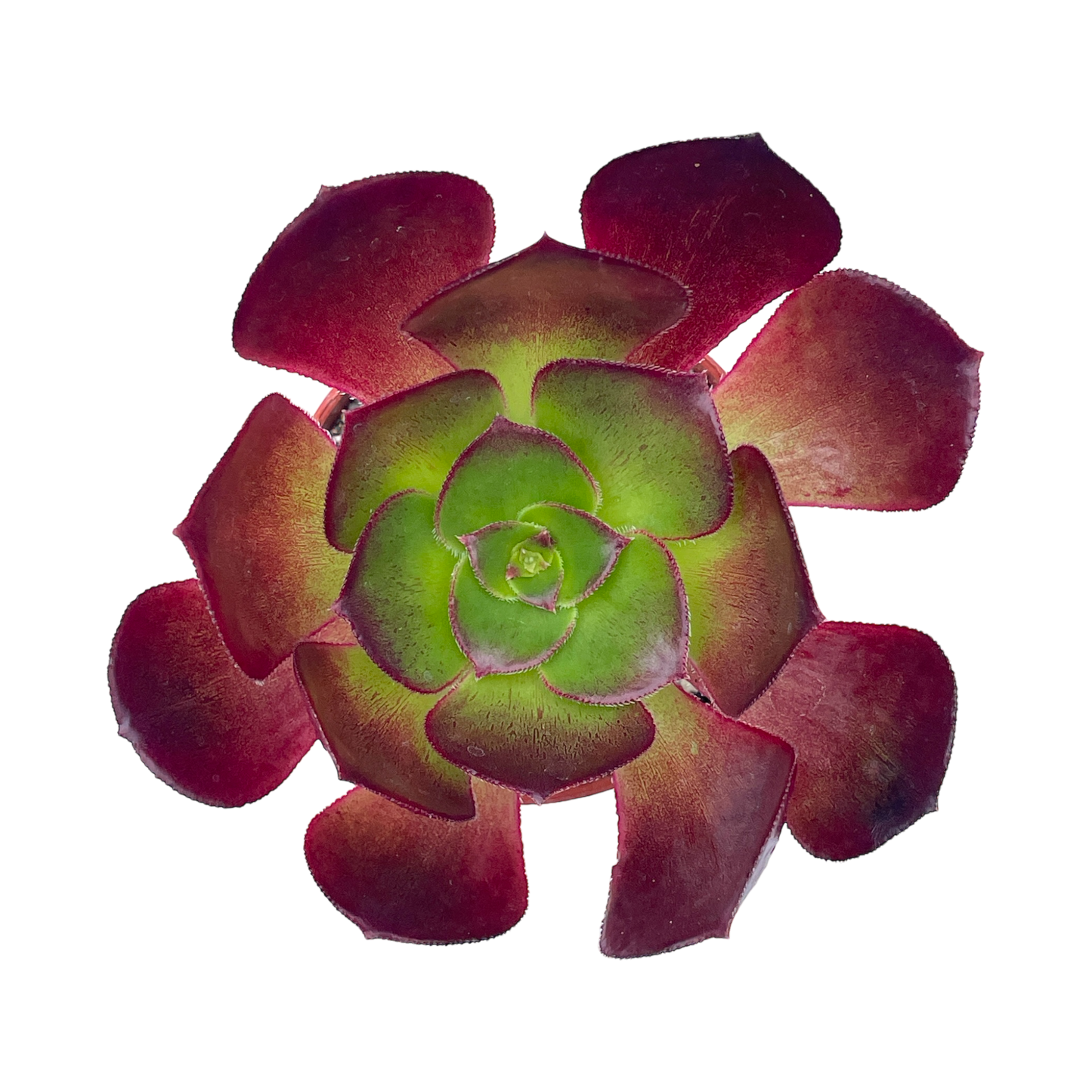 Aeonium 'Ice Warrior'