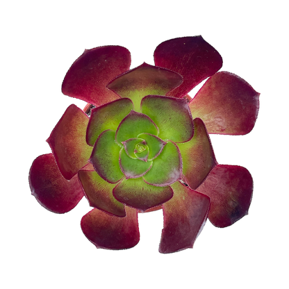 Aeonium 'Ice Warrior'