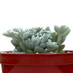 Sedum spathulifolium 'Cape Blanco'