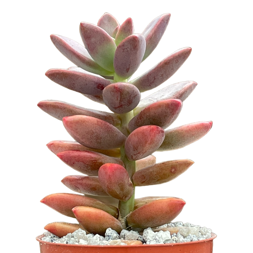 alpenglow succulent x Graptosedum 'Alpenglow' – Surreal Succulents