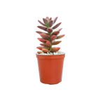 x Graptosedum 'Alpenglow'