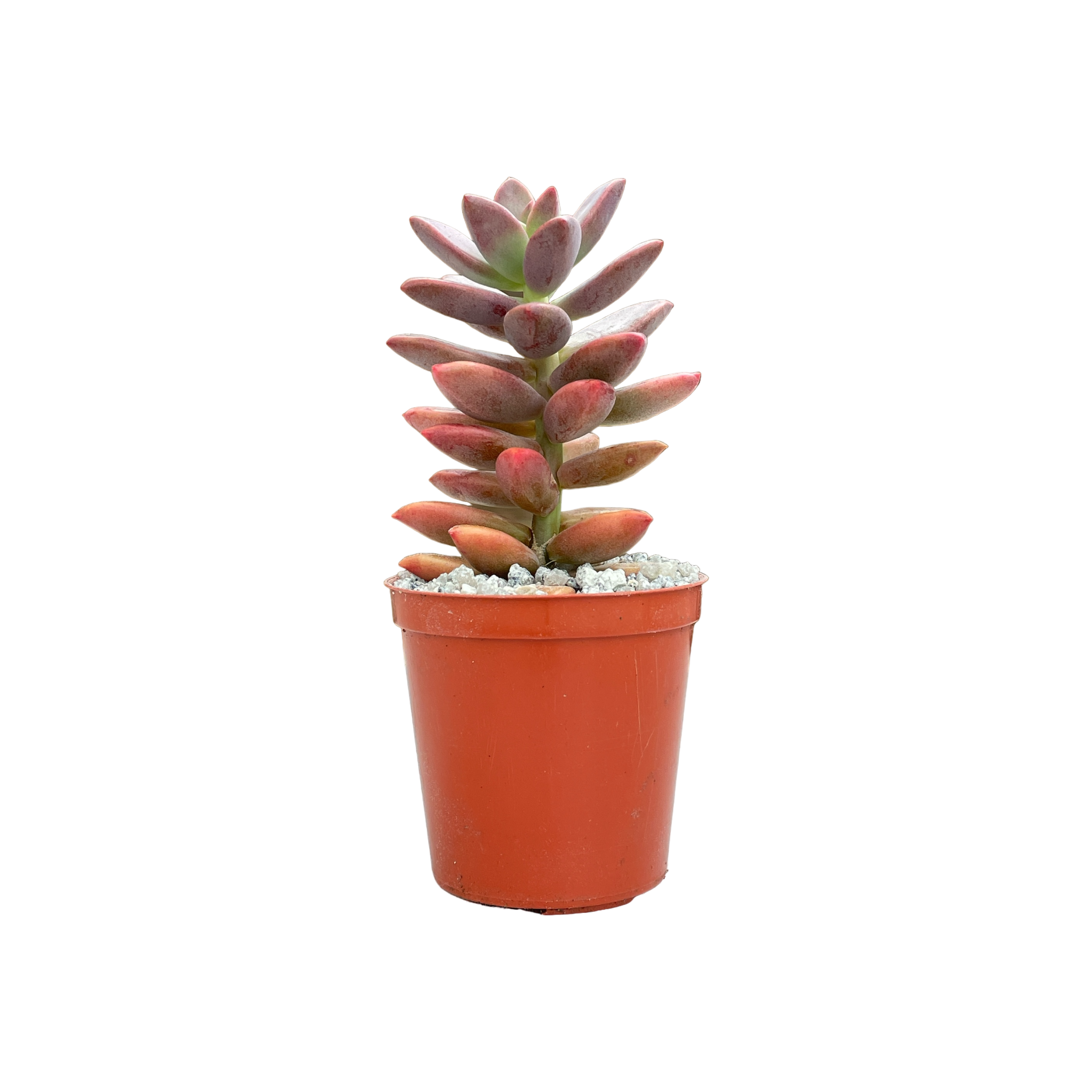 x Graptosedum 'Alpenglow'