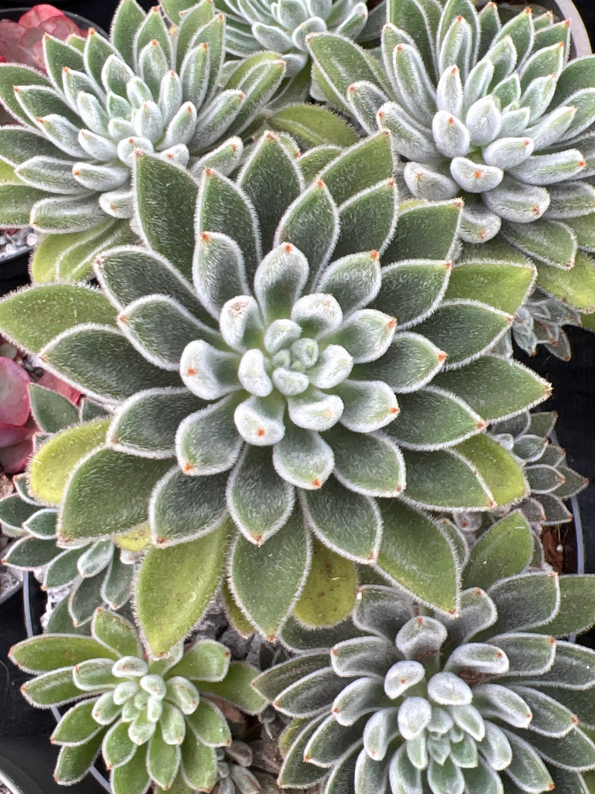 Echeveria 'Set-Oliver'