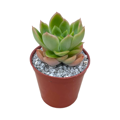 Echeveria pertela