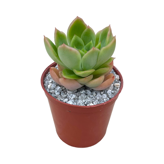 Echeveria pertela