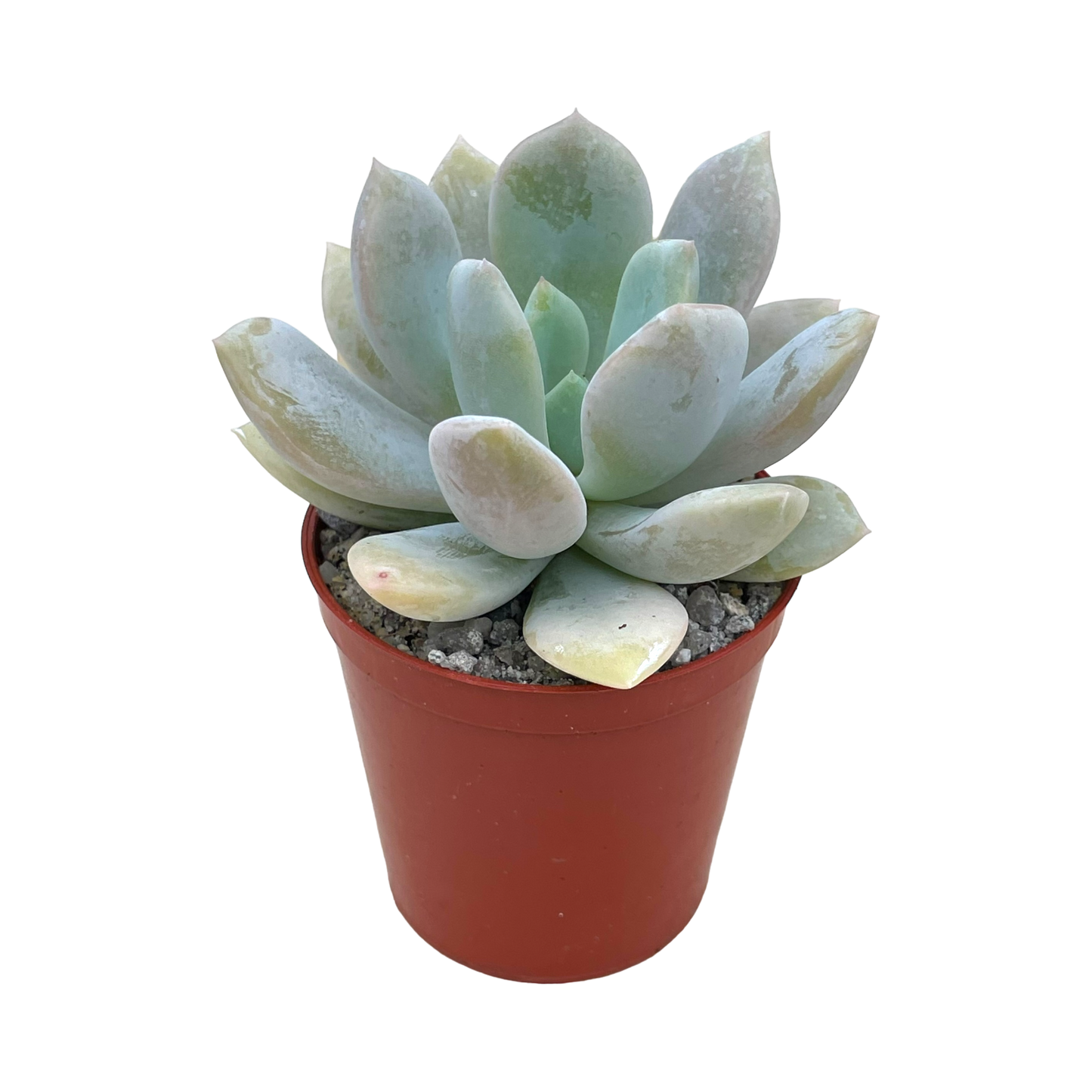 Echeveria 'Rabad'