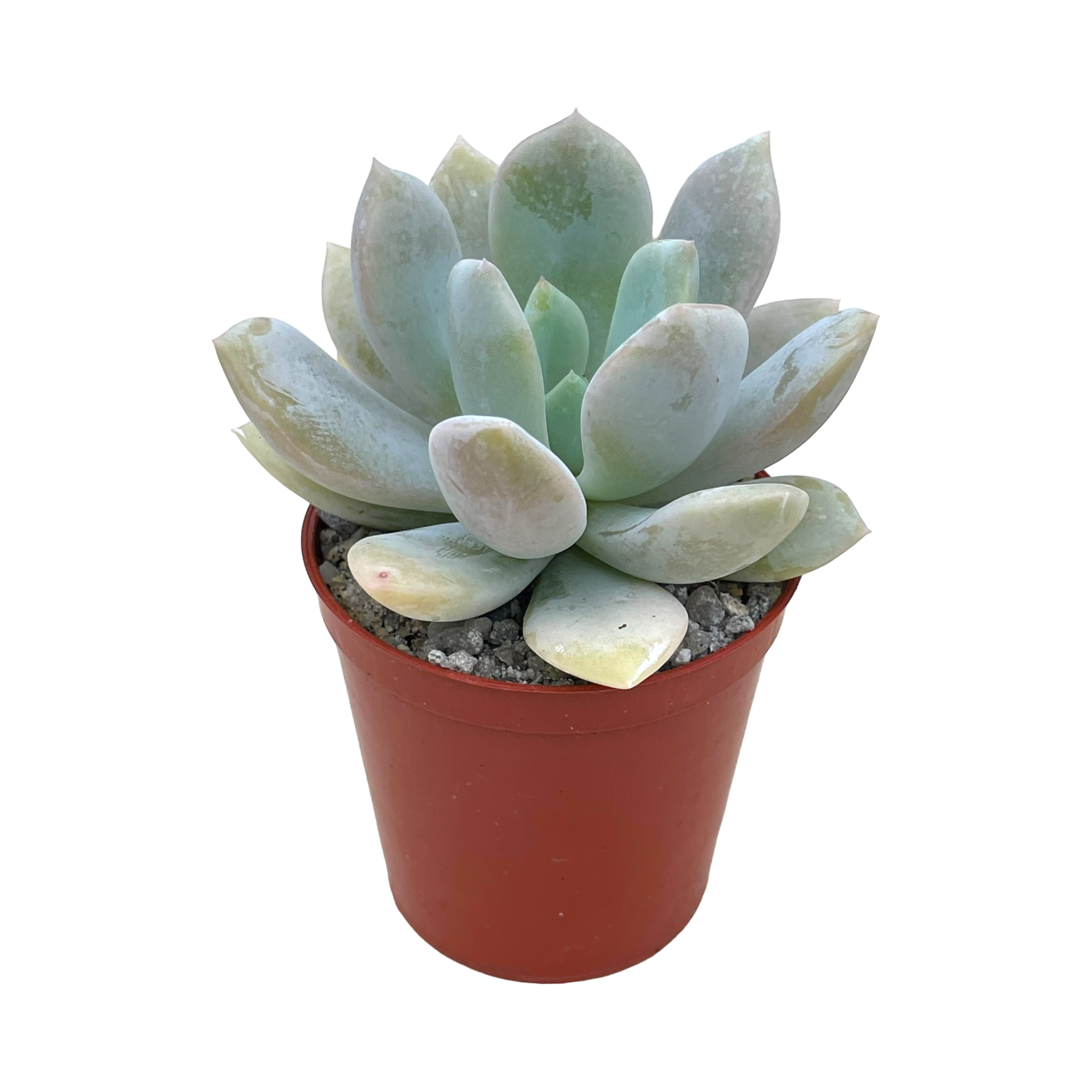 Echeveria 'Rabad'